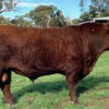 Red Angus Bull - Registered