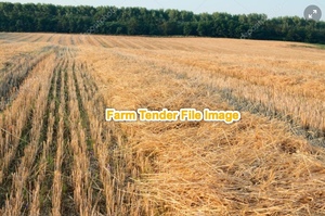 Stubble wanted to Bale . New baler Imported from OS Want to test.