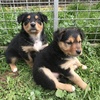 Kelpie Pups 