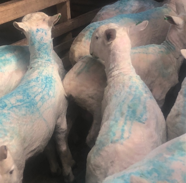 Border Leicester & Dorset’s Rams