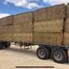 Protein Hay
