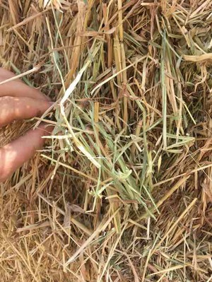 Oaten Hay with Rye Grass and Barley in 8x4x3 Bales
