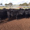 64 EU accredited Angus heifers