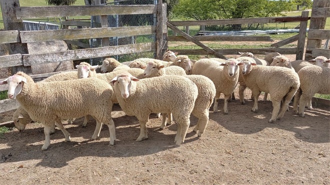 Merino X Suffolk Ewes Breeding Sheep x 20 - Young Ewes