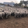 EOI - Approx 1500 MPM Merino Mixed Sex Lambs - WA