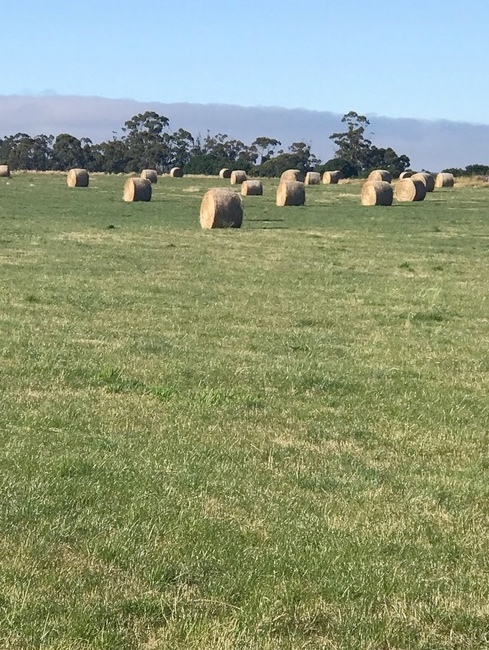 Rye/Clover Hay, 5x4 Round Bales