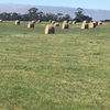 Rye/Clover Hay, 5x4 Round Bales