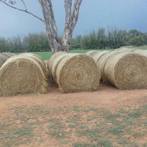 40 x Clover & Rye Grass 5x4 Round Bales 