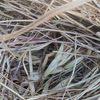 Oaten/Rye Hay - 4x4