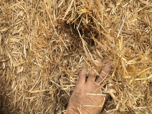 Barley Straw - Header Trail 8x4x4