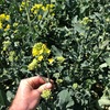 Canola Silage 4x4 Bales Fine Chopped - PRICE REDUCTION