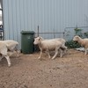8 weathers and rams about 2 years old and in good condition. 