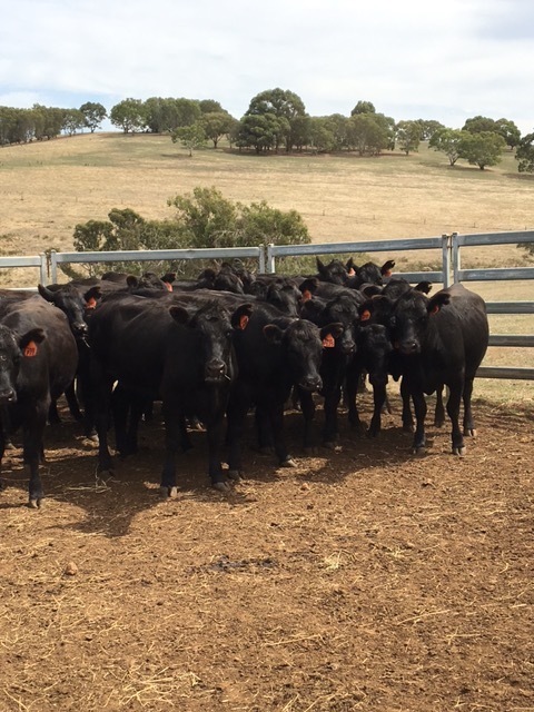 19 EU accredited PTIC Angus heifers.