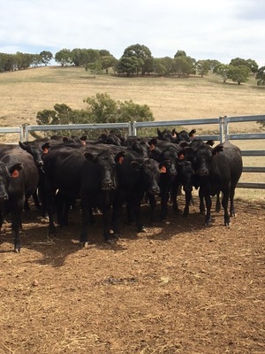 19 EU accredited PTIC Angus heifers.