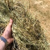 500 x Pasture Hay 5x4 Round Bales