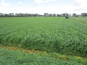 Young leafy Ryegrass Silage