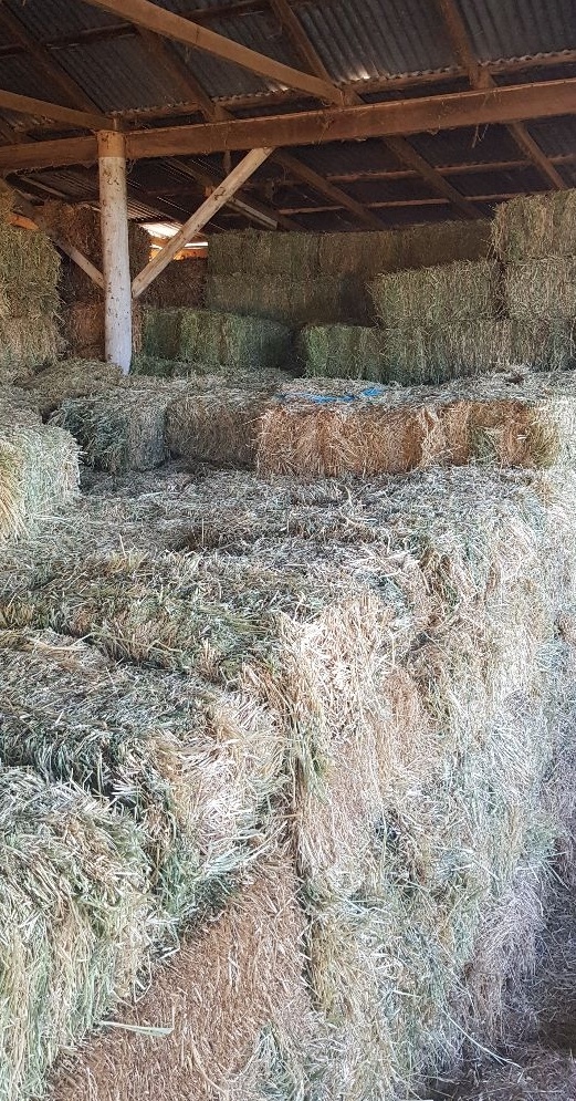 500-1000 Oaten/Rye/Clover Hay Small Squares