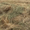 500mt Barley & Ryegrass Pasture Hay 650kg 8x4x3 Bales ex paddock