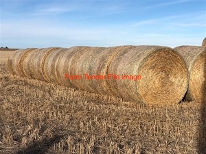 PANORAMA MILLET STRAW ORDERS TAKEN