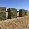500 m/t New Season Wheaten Hay 8x4x3 Baling Now!
