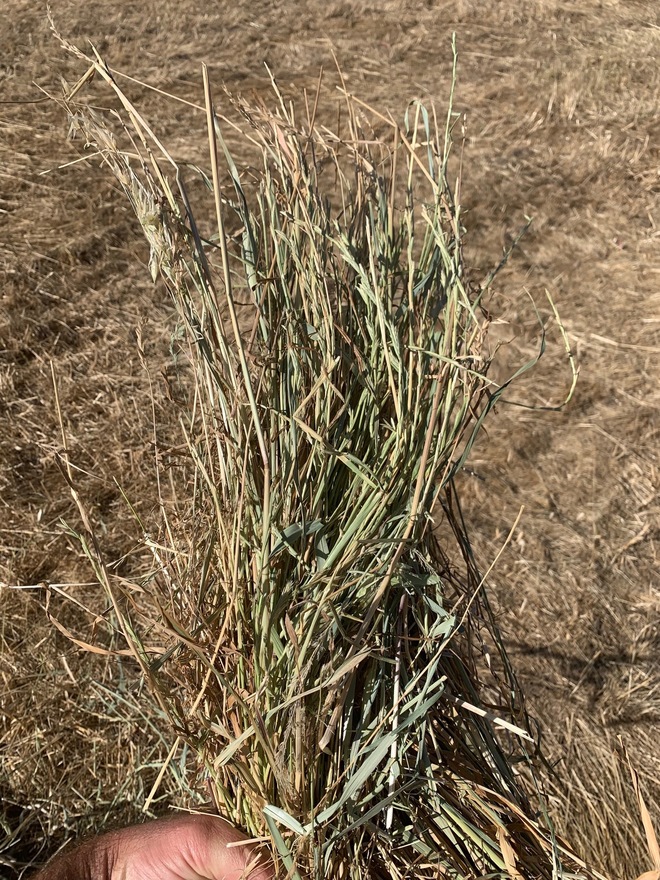  Rye dominant pasture hay