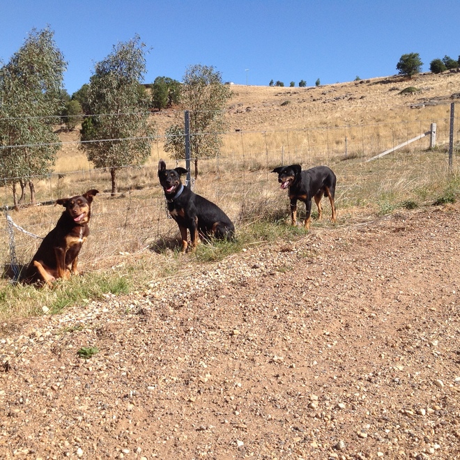 3 Working Kelpie Dogs