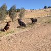3 Working Kelpie Dogs