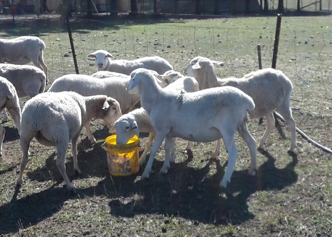 Ewes for Sale