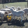 Ewes for Sale