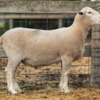 Under Auction - Lot 15 Highlander Ram 190104 (DLE Ram Auction A100- 10th Sept via Auctionsplus) 