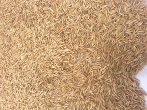 15mt Hay Oat Seed