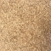 15mt Hay Oat Seed