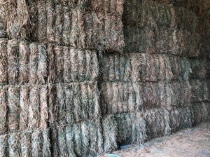 Wheaten Hay 8x4x3 Bales approx. 580kg