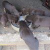 Kelpie Pups