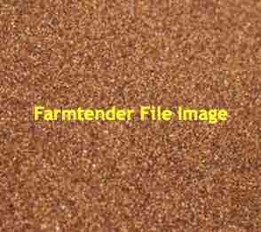 Teff Grass Seed