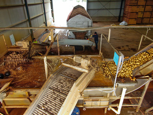 Complete EDP Potato Washing Line