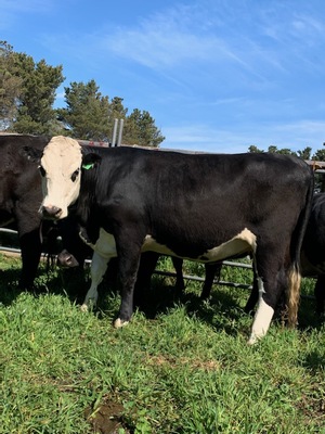 15 PTIC Hereford x Friesian and Angus x Friesian 2 yr old Heifers 