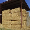 84 x Canola Hay 8x4x3 - Suitable for TMR 