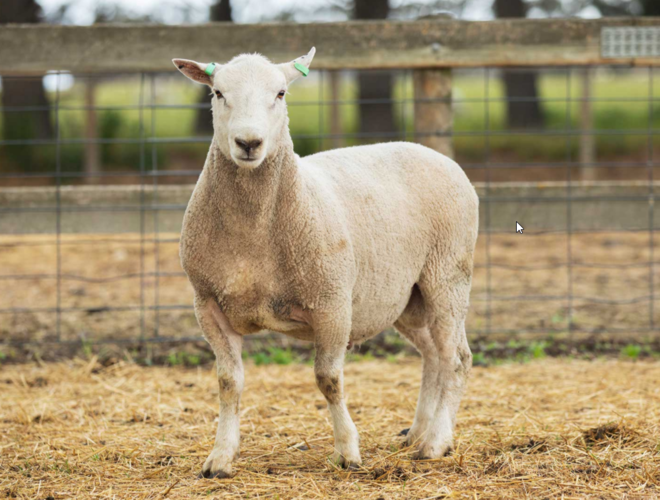 Under Auction - Lot 29 Highlander Ram 190111 (DLE Ram Auction A100 - 10th Sept via Auctionsplus) 