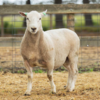 Under Auction - Lot 29 Highlander Ram 190111 (DLE Ram Auction A100 - 10th Sept via Auctionsplus) 