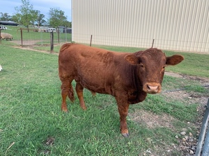 REGISTERED LIMOUSIN BULL 16 months old 