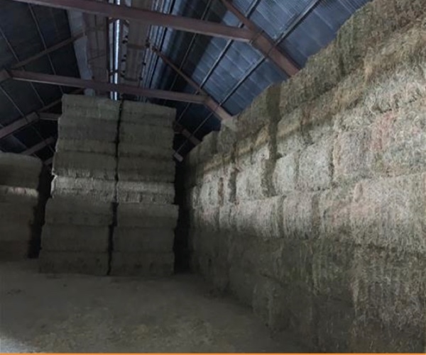 300mt Vetch Hay 720kg 8x4x3 Bales (New Season)