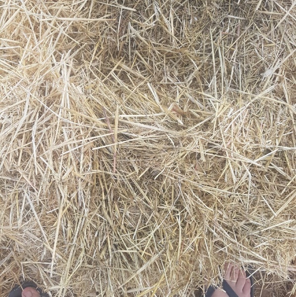 Header Trail Barley Straw For Sale