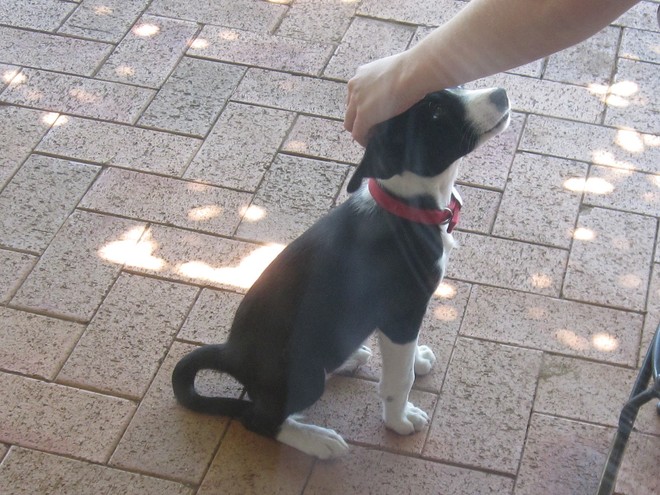 WANTED Border Collie | Short haired | Pup
