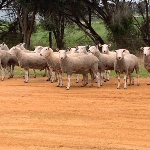 Border Leicester Rams x 20