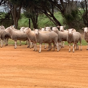 Border Leicester Rams x 20