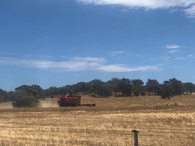 Coyote & Leeman Lupins Up to 200t