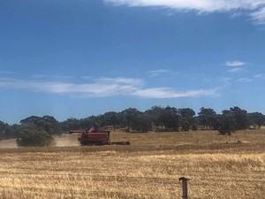 Coyote & Leeman Lupins Up to 200t