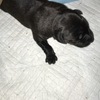 German Shepherd x puppies looking for forever homes