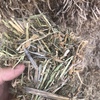 Vetch Hay